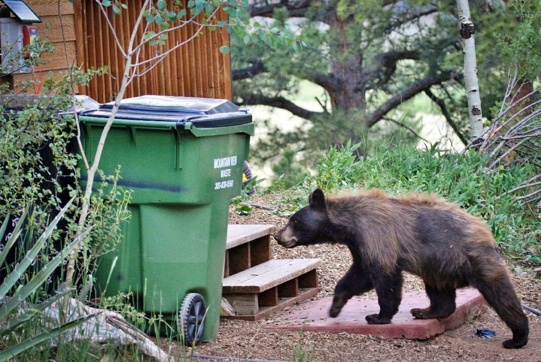 How to Keep Bears Away from Your Garbage All About Good Life